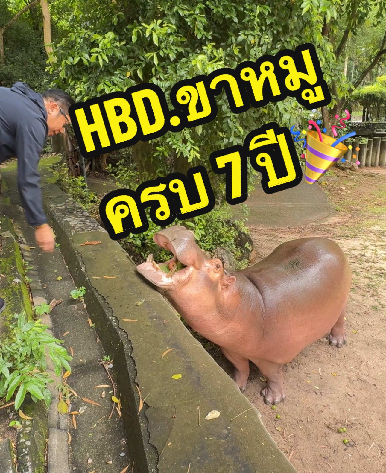 HBD.ขาหมู #ให้อาหาร #ฮิปโป #เทรนด์วันนี้ #ที่เป็นกระแส #Khaokheowopenzoo #น่ารัก #สวนสัตว์เปิดเขาเขียว #ชลบุรี 