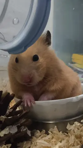 #hamster  #bottlestand  #pets  #forhamster  #waterbottlestand  #petwaterbottle 