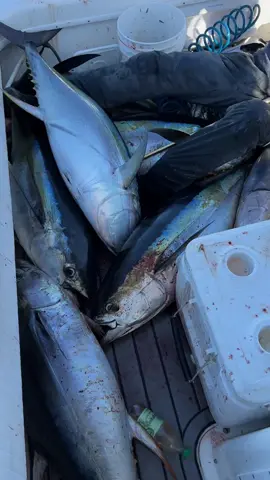 Hammer yellowfins on the jig/chunk in the fall! #tunajunkie #bluefintuna #yellowfintuna #tuna #foryoupage #fypシ゚viral #fyp #like #follow #tiktok #viral #newjersey #fishing 