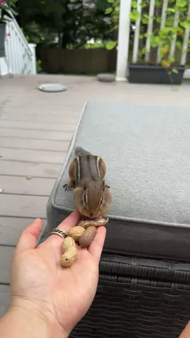 #touchdown #foryoupage #chipmunkcheeks #chipmunksoftiktok #chipmunktok #chipmunks 