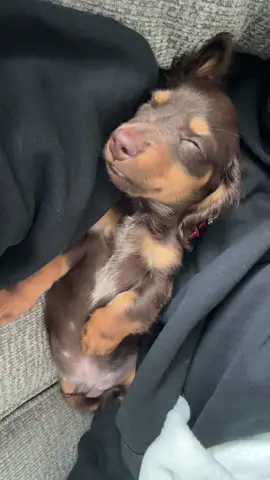 lazy days with mom #fyp #minidachshund #puppytiktok #dachshund #teamwork #dogtok 