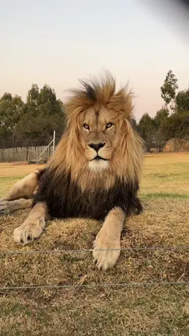 #lion #roar #wildlife #amazing 