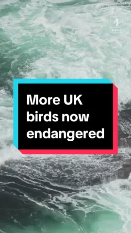 New monitoring data called the 'red list' shows species are now on the brink of extinction. Data reveals that we are in real danger of losing a significant amount of animals in the UK and globally. #Seabirds #Animals #ClimateChange #Extinction #Channel4News #C4News 