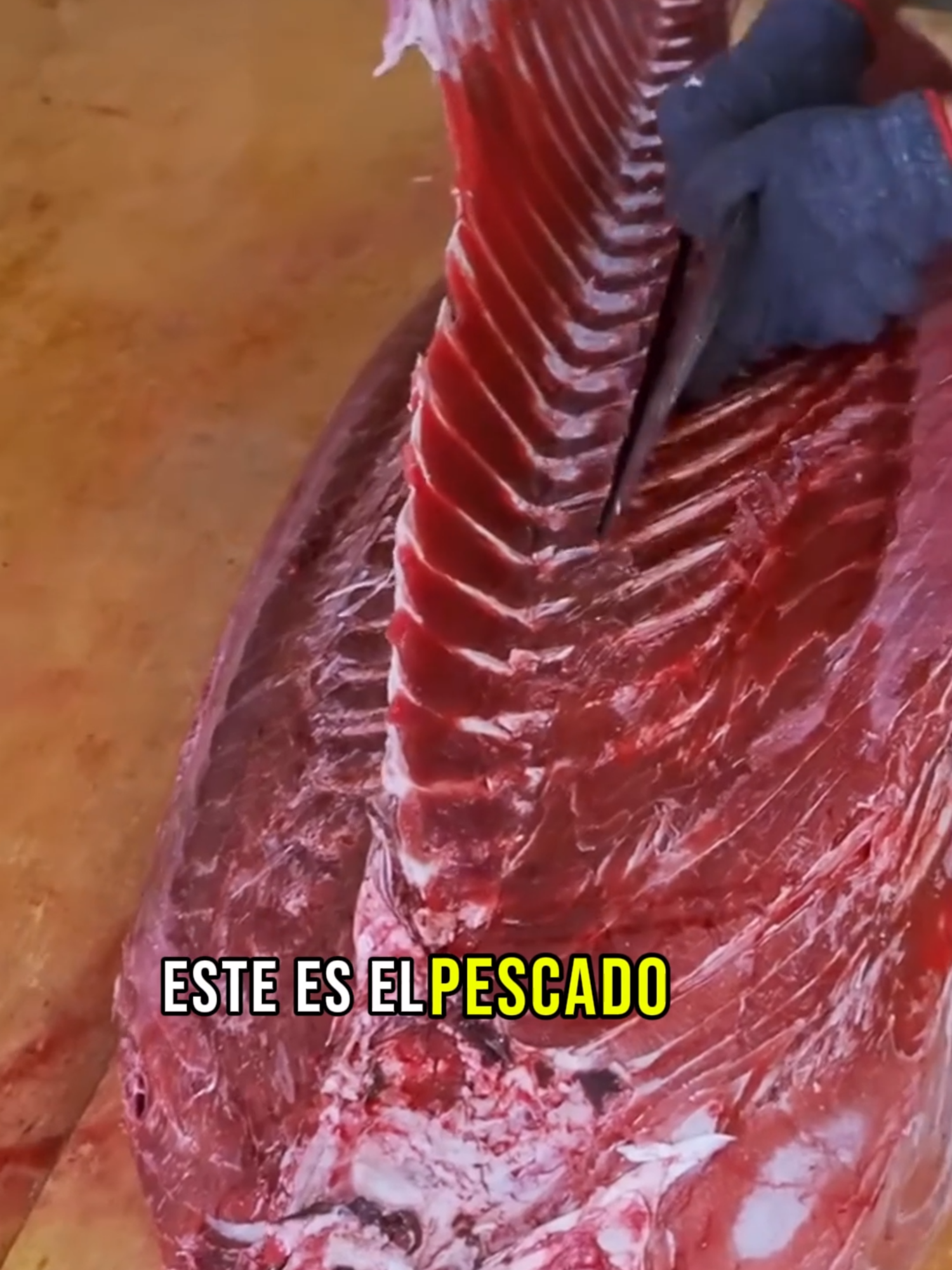 Este es el pescado más caro del mundo: el atún rojo. #incredible #science #fish #tuna