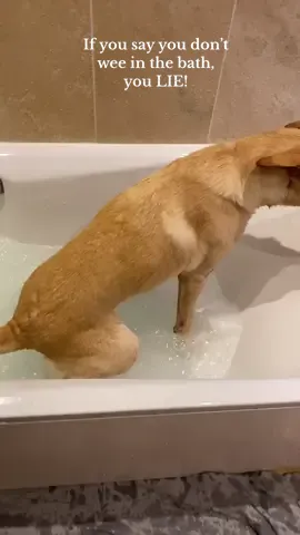 If you say you don’t wee in the bath you lie!!! 😂😂😂 Wee then jumes straight out! #labrador #dogsoftiktok #puppylove #funnyvideos #funnydogs #animal 