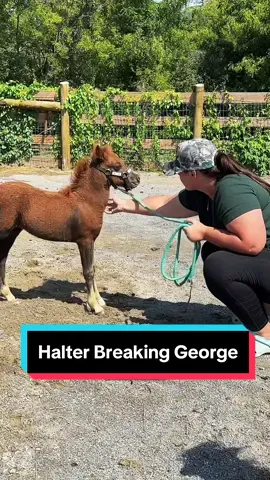 Halter training has begun for George!🐴 #minifoal #minihorse #minihorsesoftiktok #babyhorse #foalsoftiktok #halterbreaking 