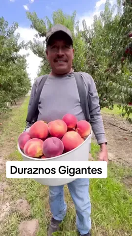 Asi andan cosechando duraznos #amazing #fruit #farm #arbol #frutal #arbol #viral #agriculture #durazno #elcampirano #usa #farmlife 