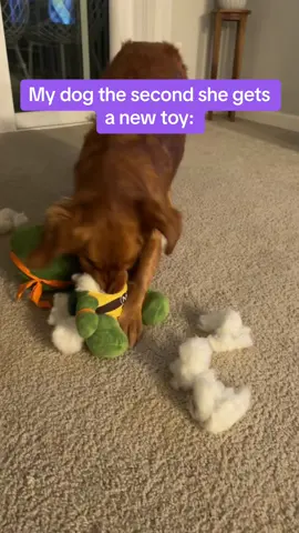 Must. Find. Squeaker. (And yes she completely beheaded this one) #fyp #dogsoftiktok 