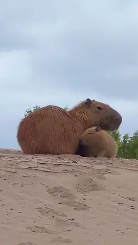 A tender moment in the Amazon Rainforest A mother capybara and her young resting peacefully.  These adorable animals, which can be seen along the Tambopata River, remind us how wonderful and delicate life is in the Amazon rainforest. 📍Tambopata National Reserve, Peru 🇵🇪 Un momento tierno en la selva amazónica Una madre carpincho y su cría descansan plácidamente.  Estos adorables animales, que pueden verse a lo largo del río Tambopata, nos recuerdan lo maravillosa y delicada que es la vida en la selva amazónica. #capibara #capybara #capybaratiktok #capibaratiktok #bigmammals 