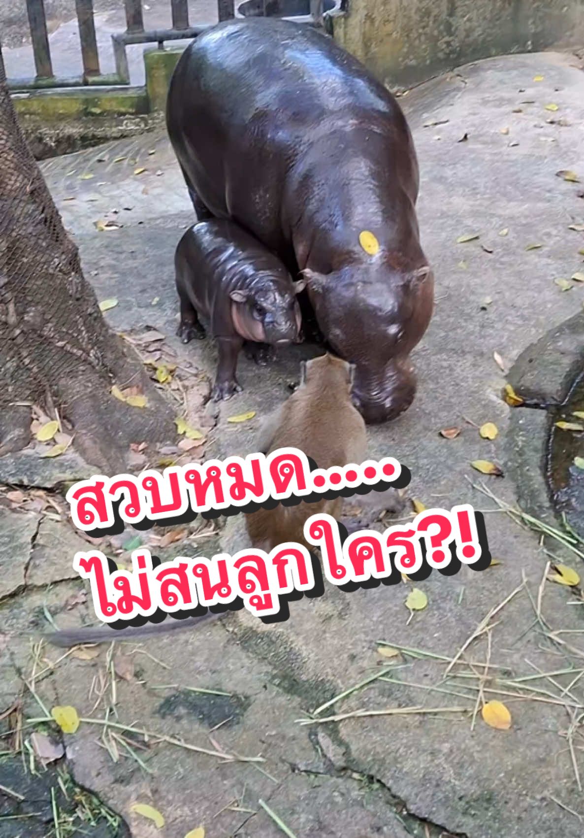 สวบหมดไม่สนลูกใคร?!  🦛ล่าสุด..หมูเด้งจะสวบลิงแล้วค้าบ😆🤣 . #เทรนด์วันนี้  #ที่เป็นกระแส  #หมูเด้ง  #สมาชิกใหม่ #ลูกฮิปโปโปแคระ #ฮิปโป #น่ารัก #Khaokheowopenzoo #PygmyHippopotamus #Hippo #สวนสัตว์เปิดเขาเขียว #ชลบุรี 