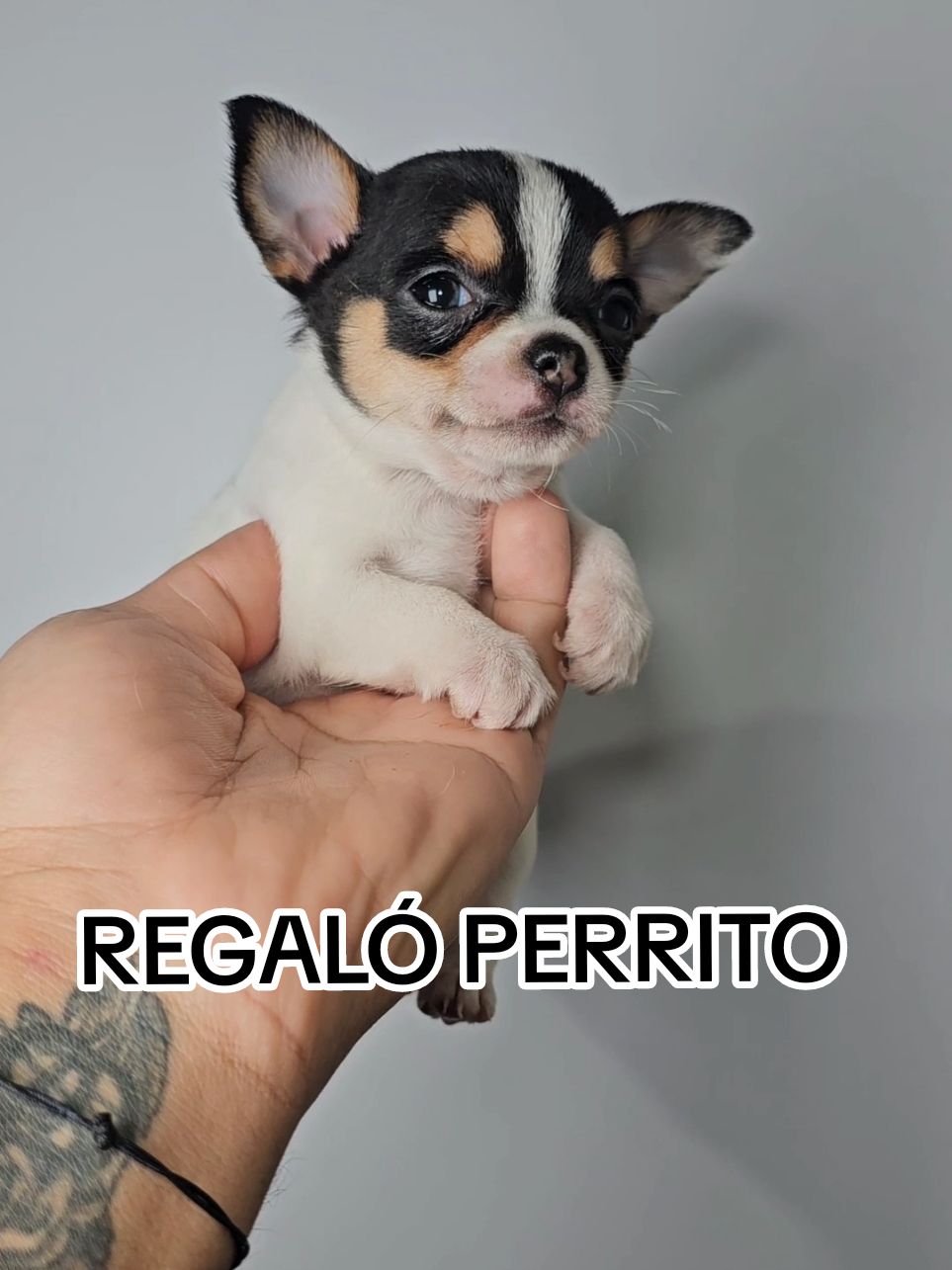 REGALÓ PERRITO CHIHUAHUA  #chihuahua  #chihuahuas #dog #dogs #puppy #doglover #perro #perritos #familia #amigos #cachorros #cachorro #perritos #dogsoftiktok #doglover 