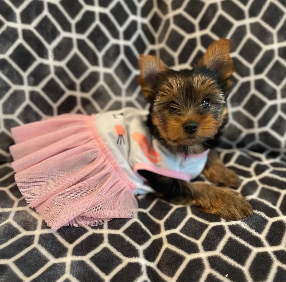 Daisy 🌼 2 months old vs 1 year old #taylorswift #nevergrowup #dogsoftiktok #dog #yorkie #swiftie 