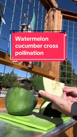 When a cucumber and watermelon cross polinate, you harvest this… #minifarm #harvest #garden #raisedbedgarden #gardening #gardentok #growyourownfood 