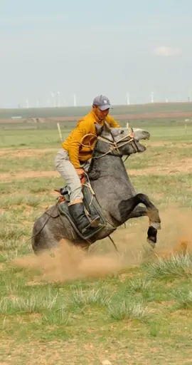 On the Urad Grassland in Inner Mongolia, a spirited horse meets its match! The boisterous horse bucks, twists, and crouches, but the skilled horse tamer remains firmly in control, turning chaos into mastery. #amazingChinesepeople #horseriding #horsetraining #horse #innermongolia #urad #grassland #China