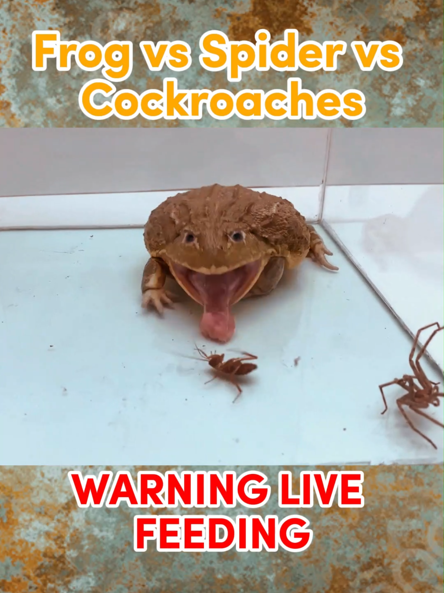 SHOCKING LIVE FEEDING - FROG EAT Spider and Cockroaches #insects #feeding #livefeedings #shocking #eatingasmr #frog #frogsoftiktok #drama #fyp #insectworld #foryou