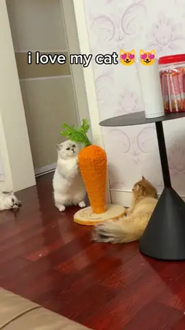 #FindItAtWatsons How can life be without kittens? #catlover #lifetips #kitten #cute #carrot 