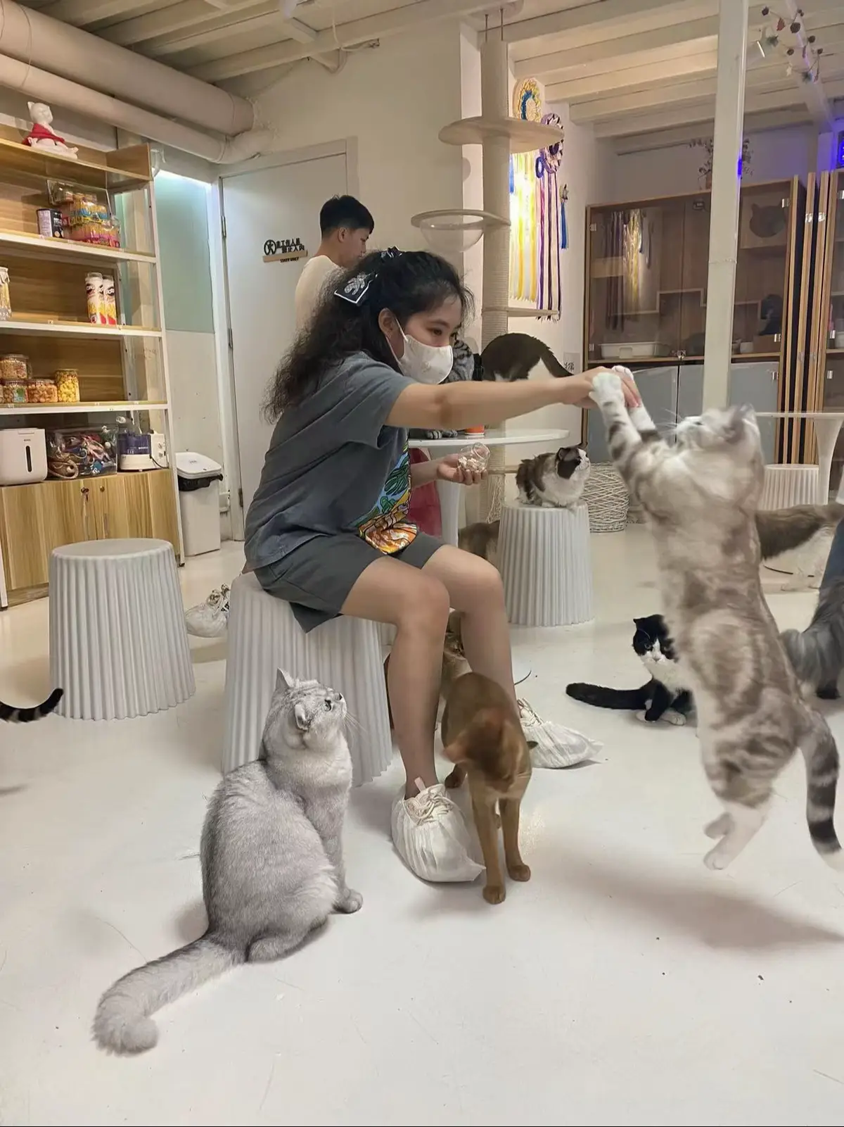 🌻#trending #viral #cat #catsoftiktok #cats #catlover #pet #fyp #fypシ #xuhuong #tiktok #fypage #music #nhachaymoingay #meow #vibes 