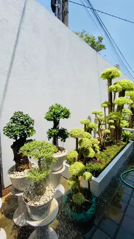 Isuk2 nyirami kembang #bonsai #bonsaiantingputri#bonsaidolar #antingputri #taman #bunggahtamanantingputri #tamandepanrumah 
