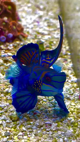Artwork by Nature  Male mandarin Dragonet  😍😍😍 .  .   #cute #fishaquarium #fish #aquarium #fishworld 