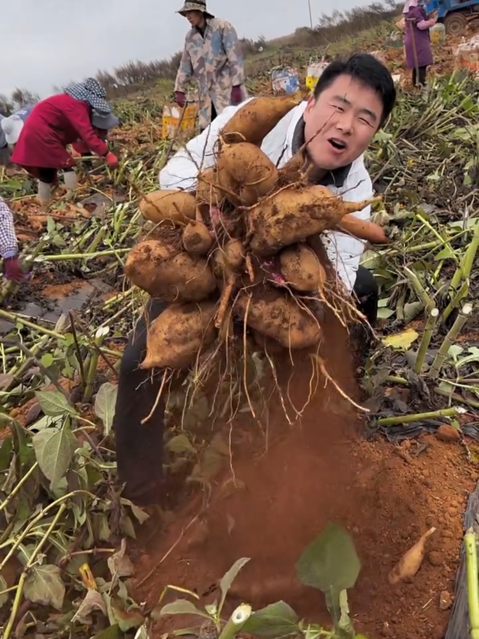 Amazing yacon harvest #agriculture #harvest #yacon #satisfying 