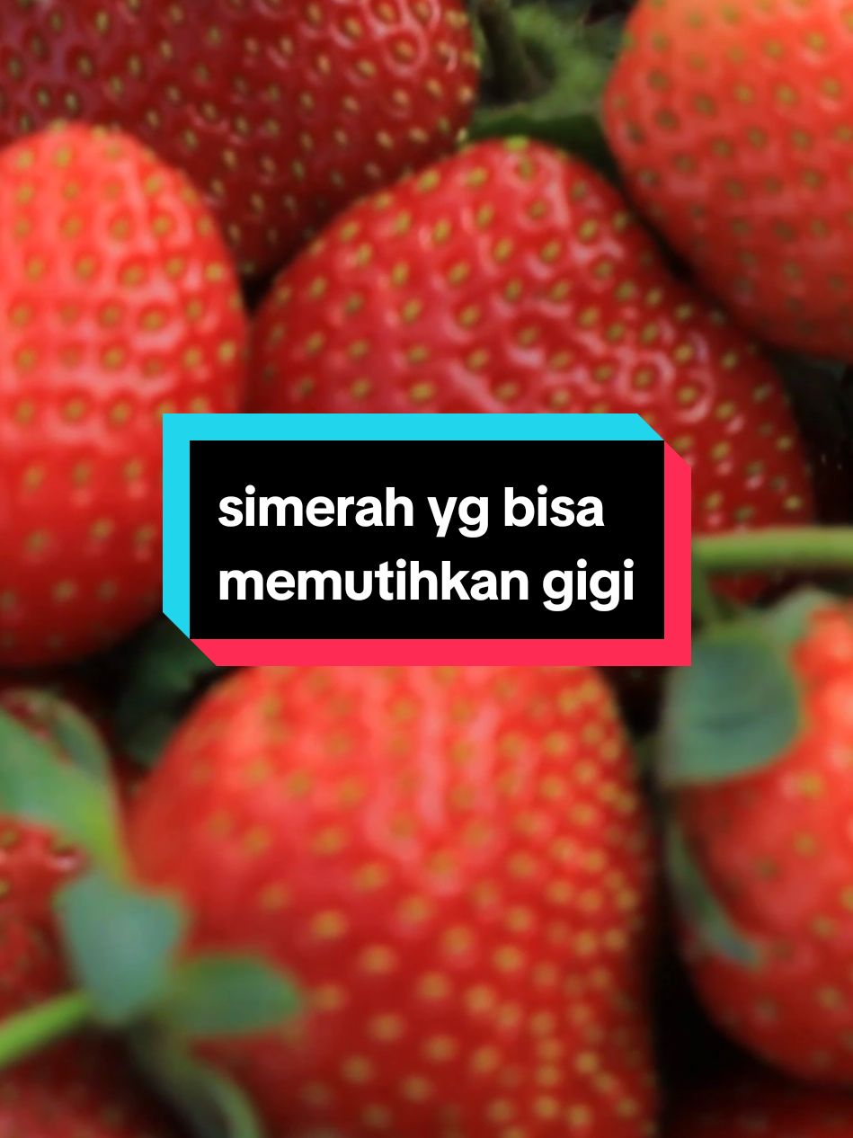 simerah yang bisa memutihkan gigi #hutan #jawabarat #buahbuahan #buahlangka #mukbang #canon550d #lensafix50mm #canon #berburu #petualangan #stobericoklat🍓🍫 