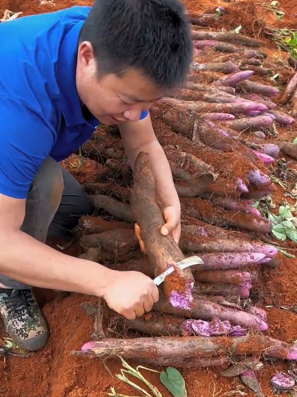 Long potato harvesting #satisfying #harvest #potatoes 