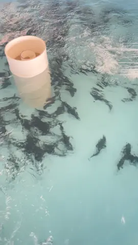 #sturgeon #breeding #caviar #fish #fry #roe #sturgeonfishing 