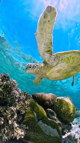 A beautiful turtle is swimming in sea interesting view. #scenery #turtle #water #beauty #wildlife #newtrend #new #tok #social #status #viral #youtuber #fpyシ #fpy #fpy_tiktok #4k #hd #watch 