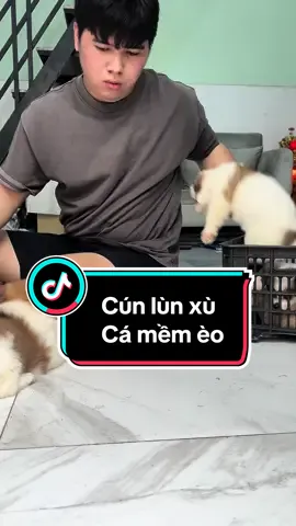 Mấy bé cún xù lùn cá mềm #thúcưng #chó #cúncon #yêuđộngvật 