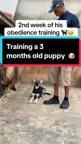 After the first 2 weeks of training my 3 months old puppy🐶🐕‍🦺#creatorsearchinsights #dogs #dogsoftiktok #Yellow_kennel #petsoftiktoks #dogtrainingtips #dogacademy #puppytraining 