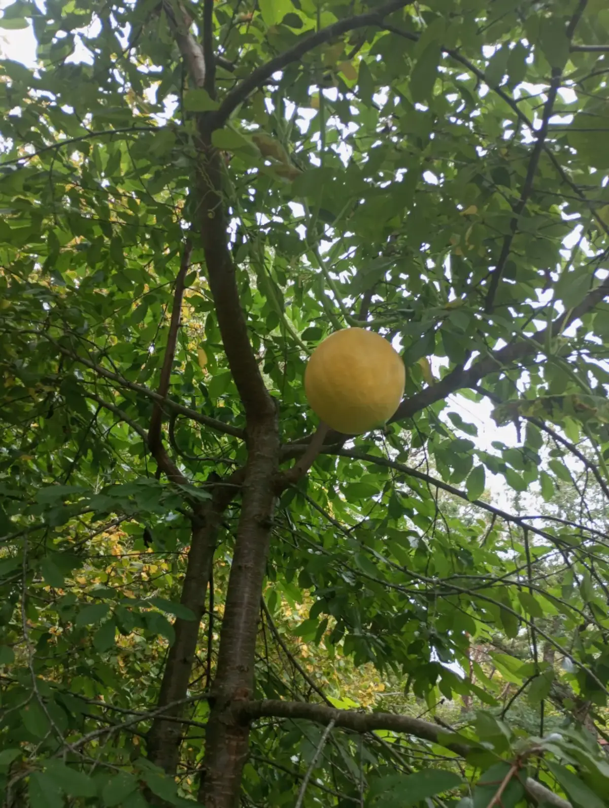 Ma ei tea, kuidas teil on lood.....aga mul on kõrvits puu otsas.