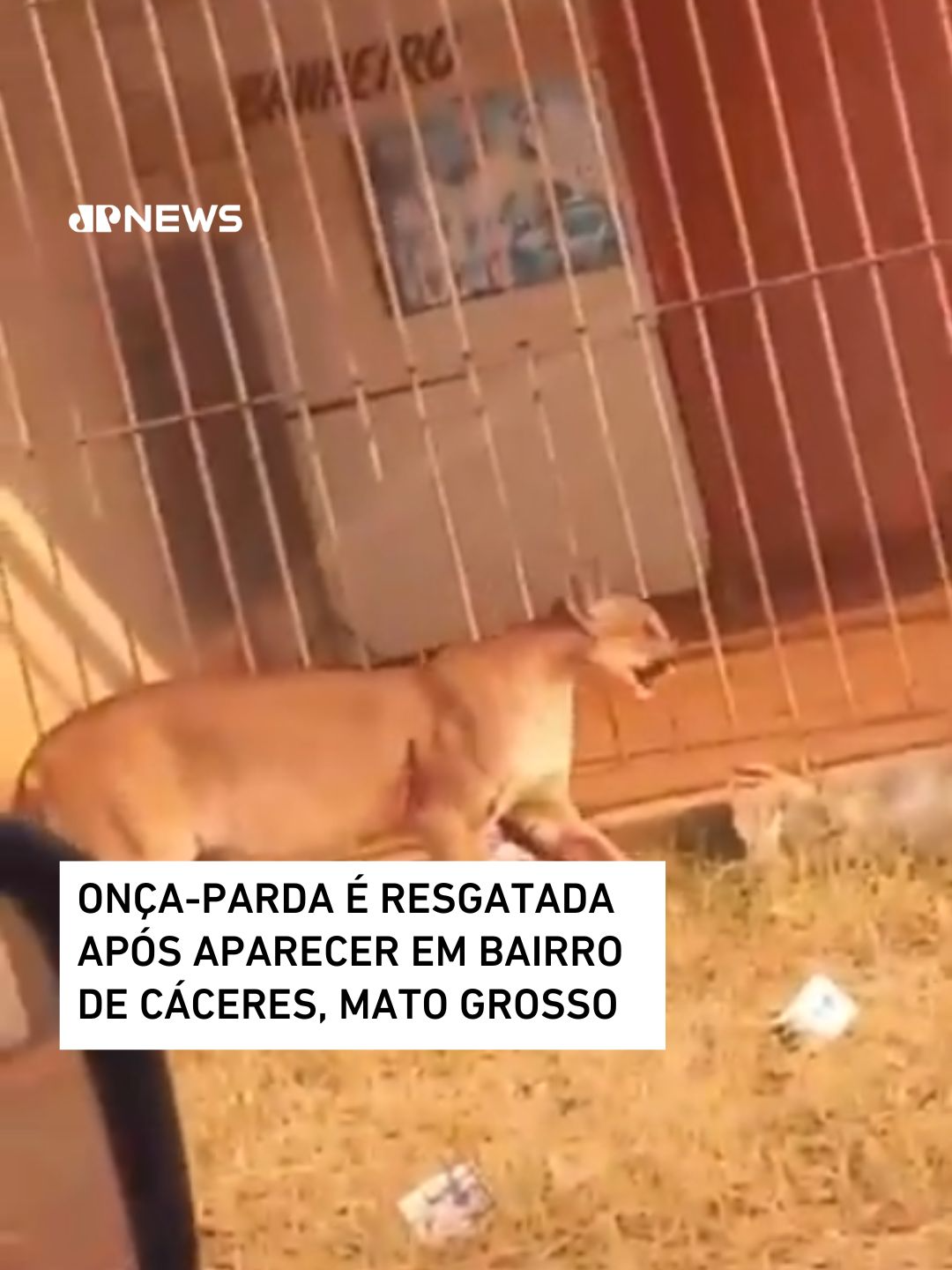 Uma onça-parda apareceu no Bairro Cidade Nova, em Cáceres, a 220 km de Cuiabá, Mato Grosso, no último domingo (1º). O animal foi visto em cima do portão de uma casa e circulou por várias residências antes de ser resgatado pela Polícia Militar Ambiental. De acordo com autoridades locais, o aparecimento de animais silvestres na área urbana é resultado das queimadas que têm ocorrido na região. Com um ferimento no peito, a onça foi levada para uma clínica veterinária, recebeu os cuidados necessários e ficará na sede da Polícia Ambiental até ser encaminhada para um local especializado. 📺 Confira na JP News e Panflix #queimadas #incêndio #florestal #onçaparda #Cáceres #MatoGrosso