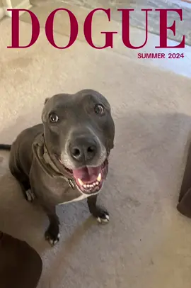 I’m so handsome #foryou #CapCut #dog #foryoupage #dogsoftiktok 