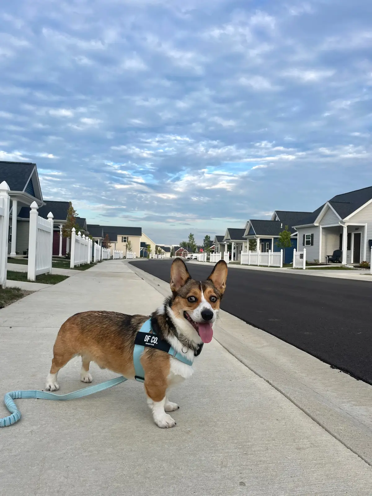 Mochi and his first pr 🥺🩵 #corgi #corgisoftiktok #foryou 