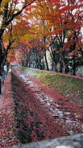 Momiji Kairo🍁 #momiji #yamanakako #japan #lakekawaguchiko #kawaguchiko #fuji #maple #fujikawaguchiko #maplecorridor #corridor #japantiktok #japantravel #autumn 