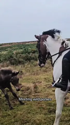 Defo up there with the best experiences of my life ✨ #horsebackriding #wildhorses #horseriders #horsegirls #horselovers #horseobsessed #somerset #pardlestonefarm ##equinelife