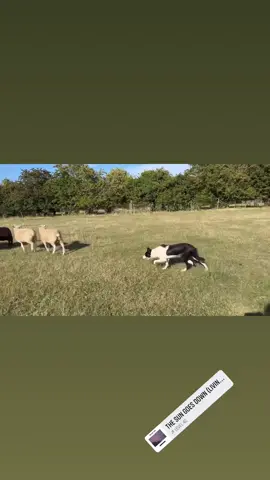 Ellie starting to learn to drive, 9 months old 😍  #touchangobordercollies #bordercollie #dogsoftiktok #youngdog #sheepdog #sheepdogtraining #sheep #farm #dog 