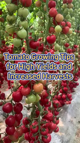 #garden #gardening #farming #planting #tomato #harvest #gardeningtips #gardening101 #vegetablegarden 