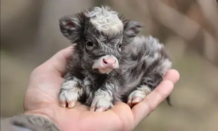 Mini Highland Calf 🥹💕 #highlandcow #highlandcattle 
