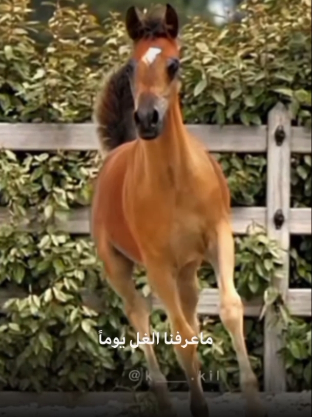 #CapCut عندما كنا صغار لم نرى الروح العليله #عشق_الخيل_ادمان #عندما_كنا_صغاراً #خليل_البلوشي #خيل #خيل_وخياله🐎 #خيل_فخمه🐎 #حصان #فرس #شعر #قصيد #خواطر #قوالب_كاب_كات #كاب_كات #fyp #fypシ #viral #اكسبلور #اكسبلورexplore 