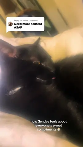 Replying to @Julia thank you for all of your sweet comments 🥹 more content to come of the girls 🫶🏼#kittensoftiktok #sisters #kittens 