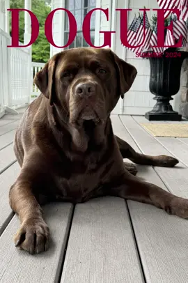 Vogue-Dogue🤎#labs #ilovemydog #vogue #labradorsoftiktok #labsoftiktok #chocolatelab #weratedogs #dogs 