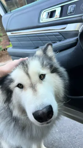 coming home to this face is the best part of my day🥹🤍 #alaskanmalamute #foryoupage #malamute #viralvideo #fluffydog #dogsoftiktok 
