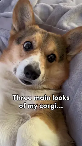 Brady is a loaf of many emotions.  #corgi #dogs #pets 