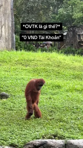 Xin phép không từ chối cuộc chơi nào…. #vcreator #vinwonders #wondersummer #jwcuntq #vinpearlsafariphuquoc #animals #monkey 