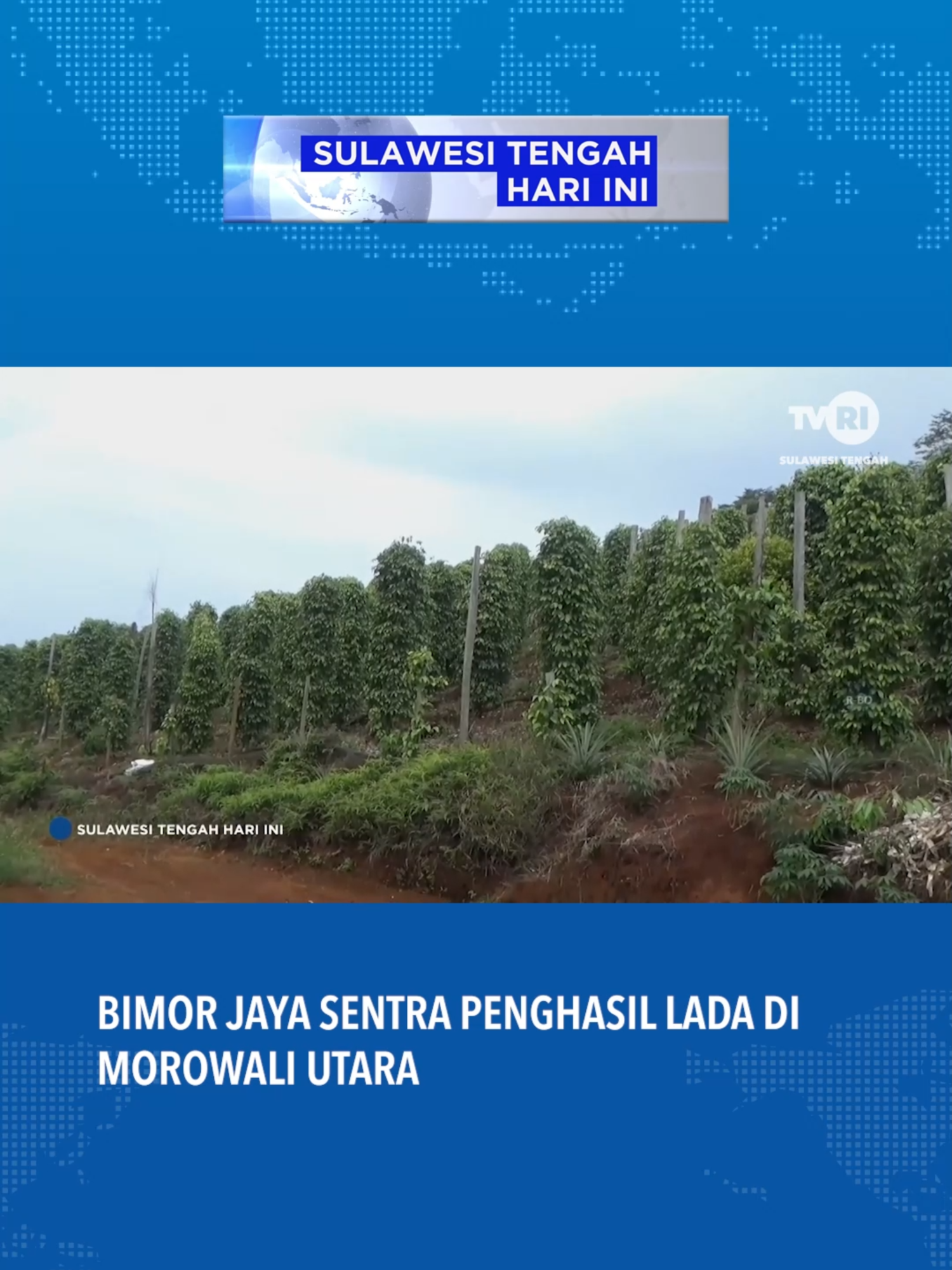 #tvri #tvrisulawesitengah #tvrisulteng #sulawesitengahhariini #sthi #beritatiktok #tiktoknews #fyp #viral #sulawesitengah #sulteng #morowaliutara