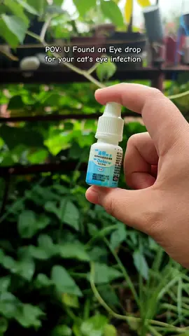 Eye Drops for pets #cateyeinfection #kitteneyeinfection #deloneyedrop #gentamicin #gentamicineyedrops #delone #eyedropforpet #eyedropforcat #petessentials #catessentials #catitems #peteyedrops 