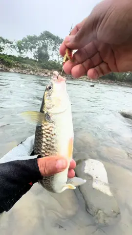 Capturamos una linda lisa con cucharilla canbra #canbra #pescador #señuelosdepesca #pesca #cañadepescar #pescario #machaca #trolling 