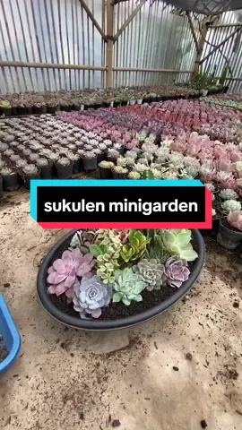mini garden sukulen, boleh di coba d rumah.. pake paket isi 20 dan media tanam premiumnya juga d keranjang..  bunda tinggal sediakan pot besarnya aja #tanamanhias #succulents #tanaman #kaktus 
