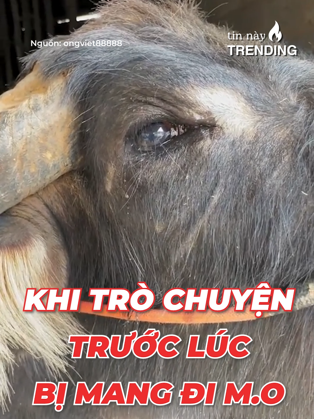 Chú trâu bất ngờ rơi nước mắt khi trò chuyện lần cuối trước lúc bị mang đi mổ, CĐM cảm thán vì hoá ra loài vật cũng có tình cảm? #yan #yantinnaytrending #tinnaytrending #tiktoknews #news #xuhuongtiktok